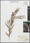 Foto von Salix alba L. x Salix babylonica L.